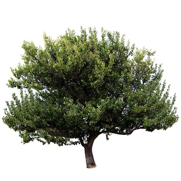 Camphor