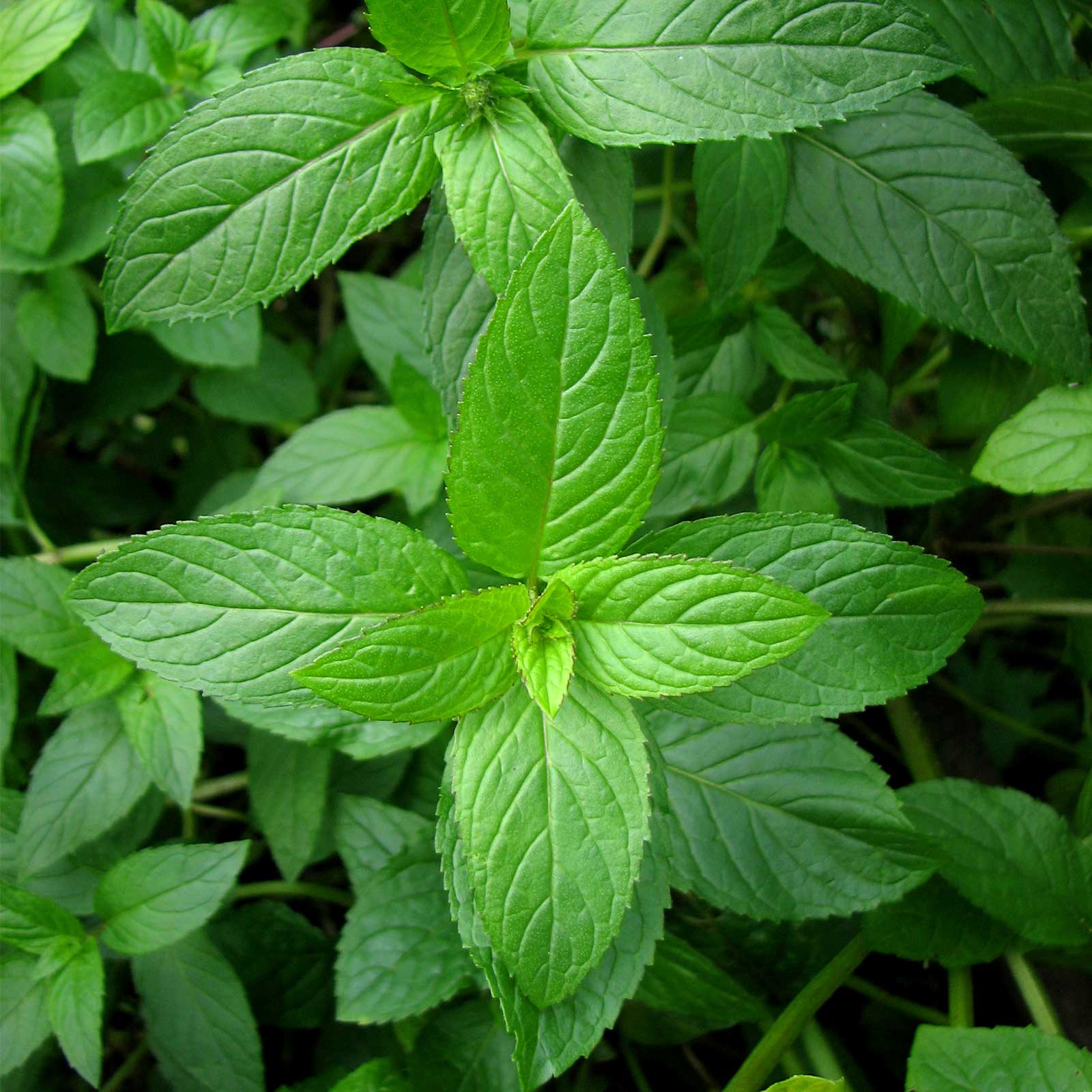 Menthol