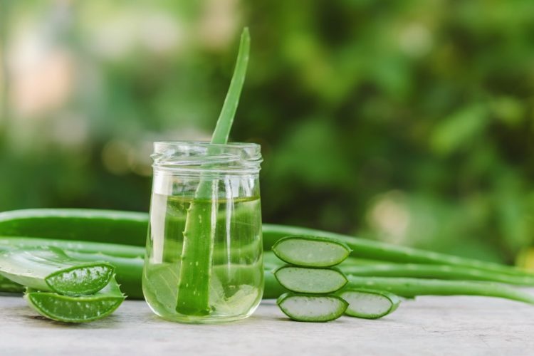 Aloe Vera