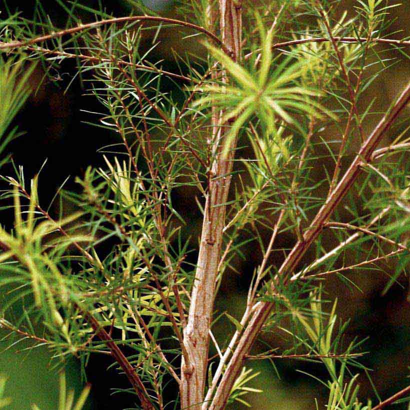 Tea Tree Oil